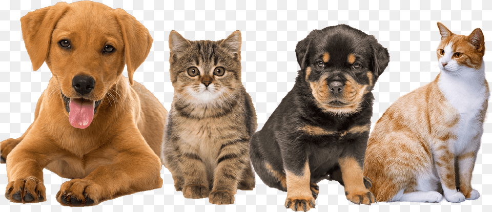 Lenexa Vet Cat Rabbit And Dog, Animal, Canine, Mammal, Pet Free Png