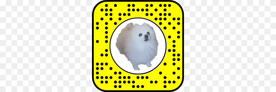 Lenslist Snapcodes, Animal, Canine, Dog, Eskimo Dog Free Png Download