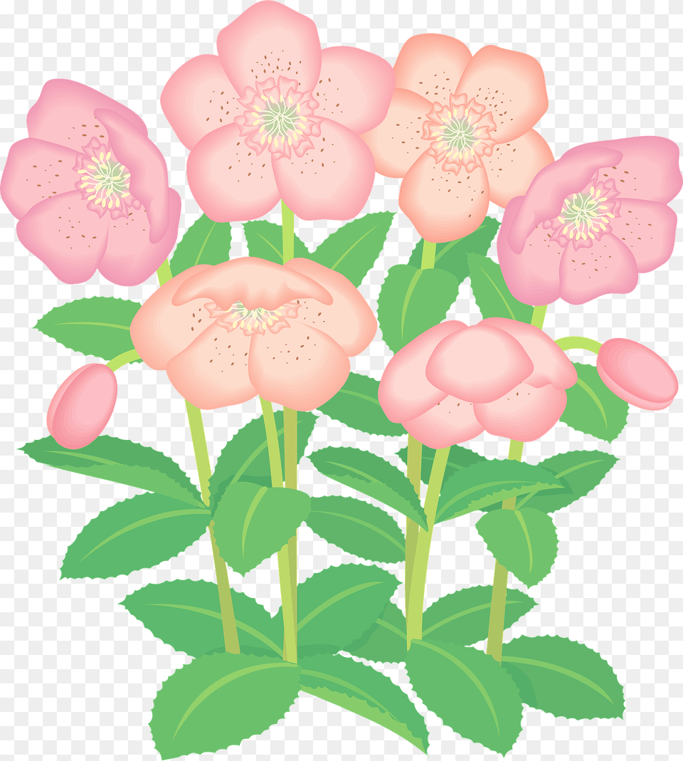 Lenten Rose Flower Clipart, Plant, Petal, Pattern, Anemone Free Png Download