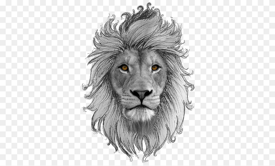 Leo, Animal, Art, Drawing, Lion Png Image