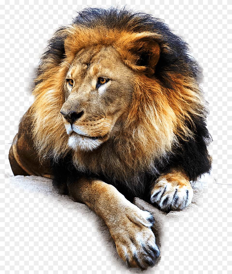 Leon, Animal, Lion, Mammal, Wildlife Png Image