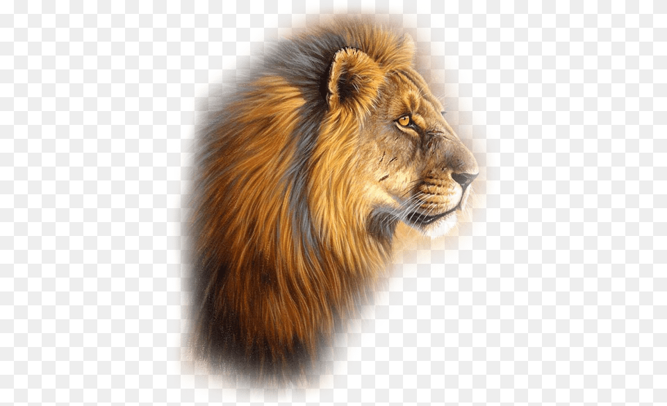 Leones Gifs Imagenes Veces Lloro No Por Ser Debil, Animal, Lion, Mammal, Wildlife Free Transparent Png