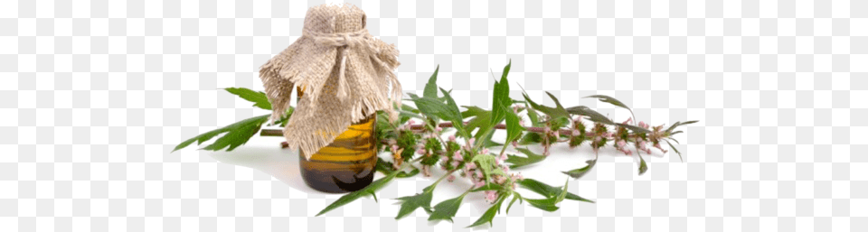 Leonurus, Herbal, Herbs, Plant Free Transparent Png