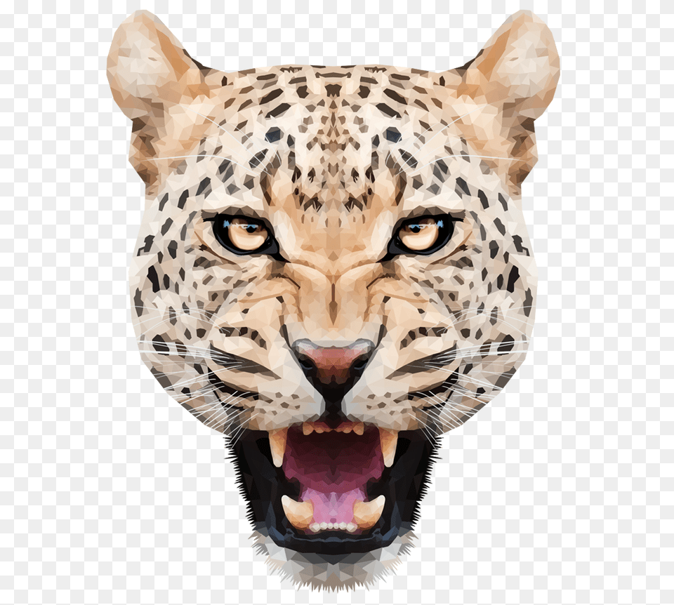 Leopard, Animal, Mammal, Wildlife, Cheetah Free Transparent Png