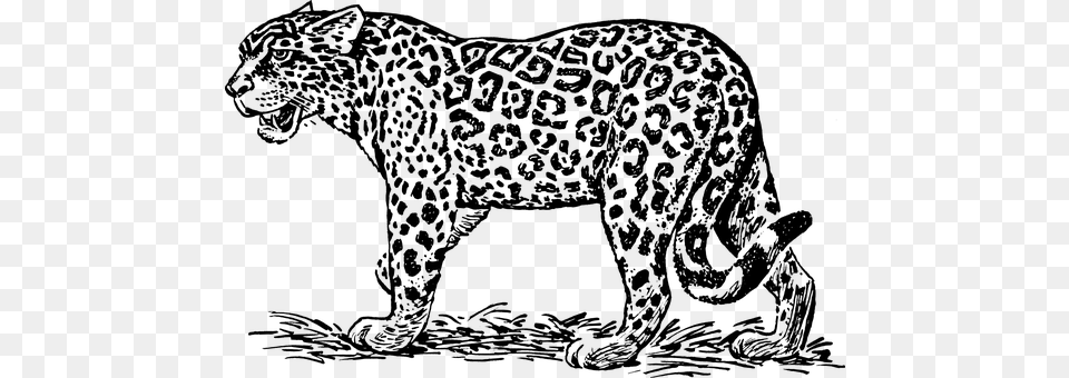 Leopard Gray Png Image