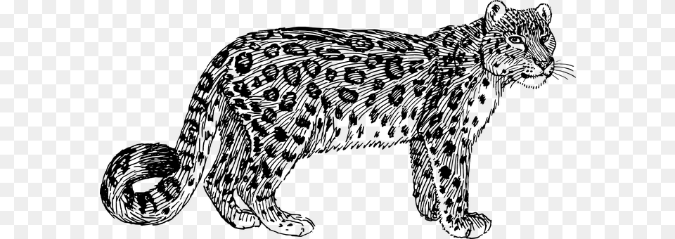 Leopard Gray Free Png Download