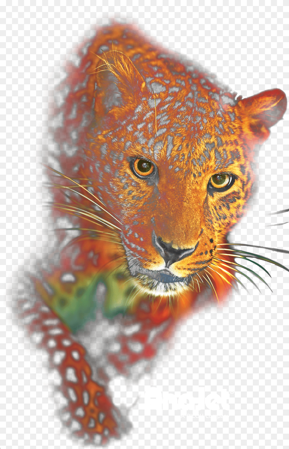 Leopard Free Png Download