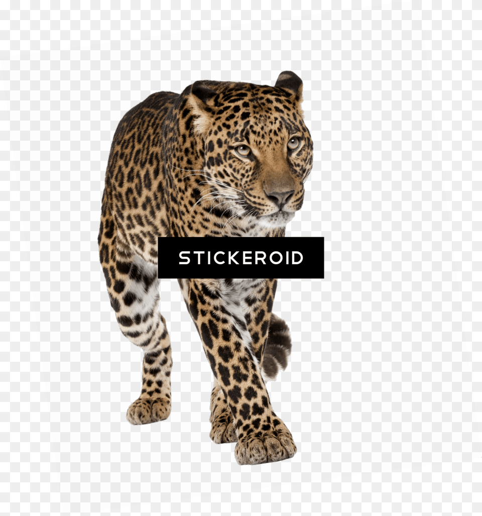 Leopard, Animal, Mammal, Panther, Wildlife Png