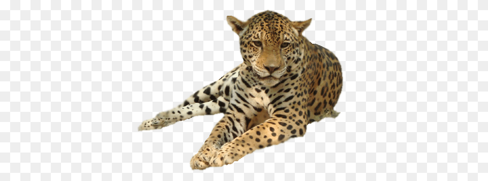 Leopard, Animal, Mammal, Panther, Wildlife Free Transparent Png