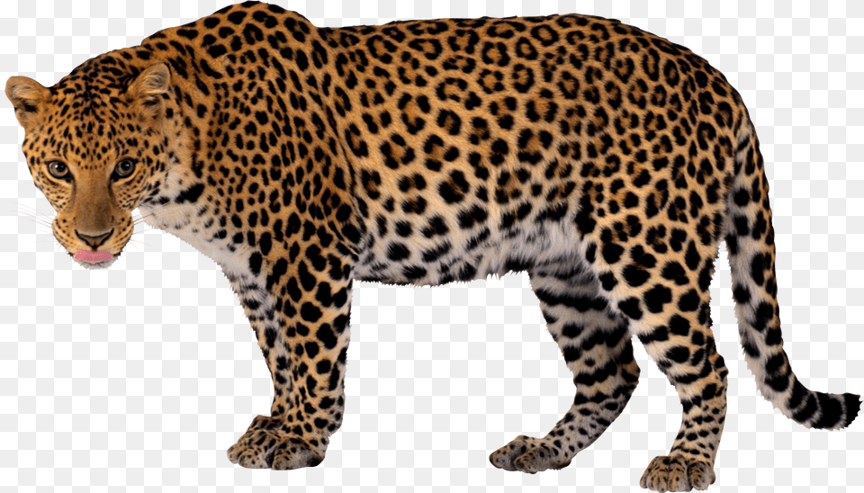 Leopard, Animal, Mammal, Panther, Wildlife Free Transparent Png