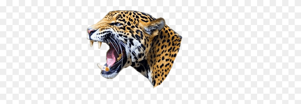 Leopard, Animal, Mammal, Panther, Wildlife Free Png