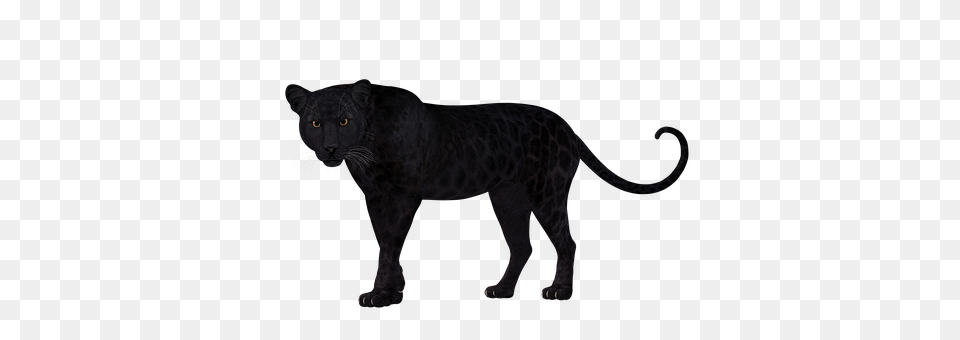 Leopard Animal, Mammal, Panther, Wildlife Free Png