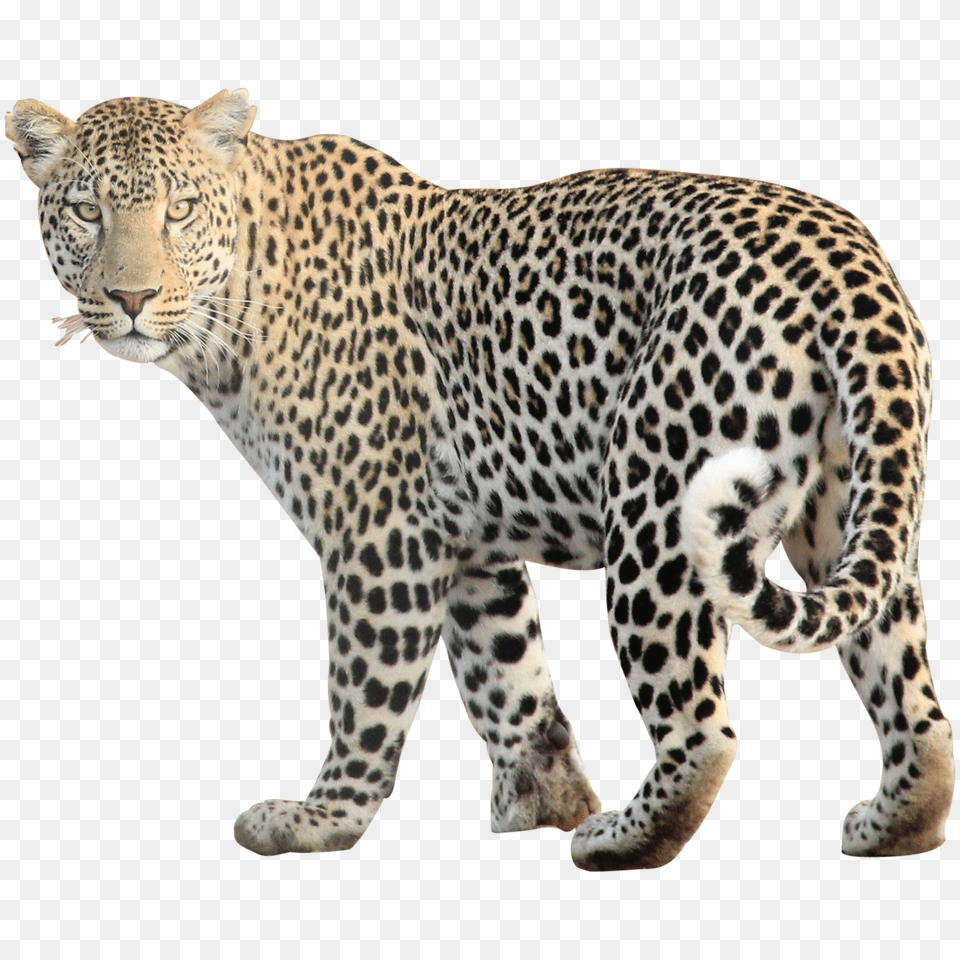 Leopard, Animal, Mammal, Panther, Wildlife Png