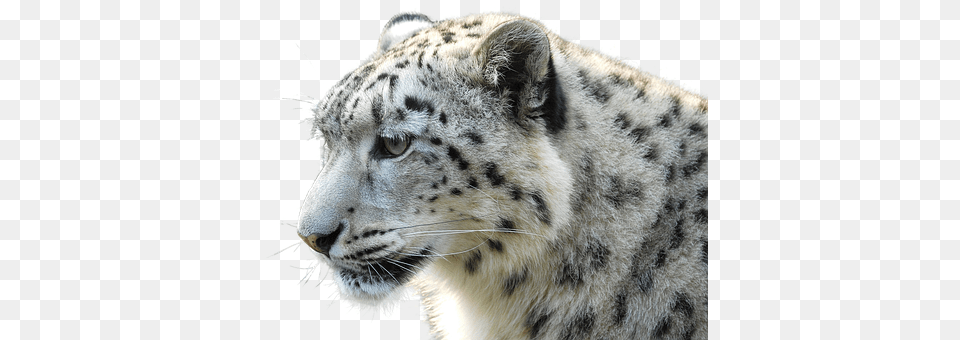 Leopard Animal, Mammal, Panther, Wildlife Free Png Download