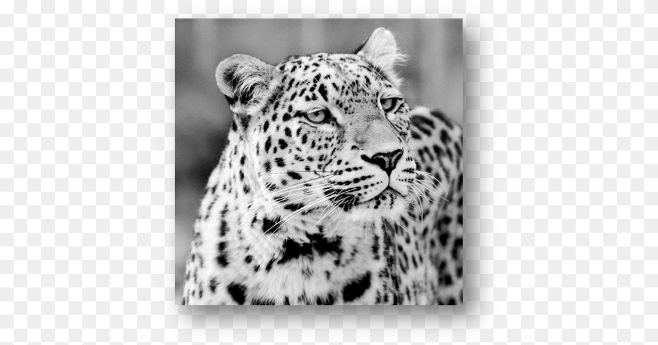 Leopard, Animal, Mammal, Panther, Wildlife Png