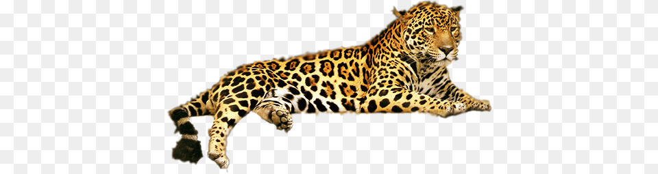 Leopard, Animal, Mammal, Panther, Wildlife Free Png Download