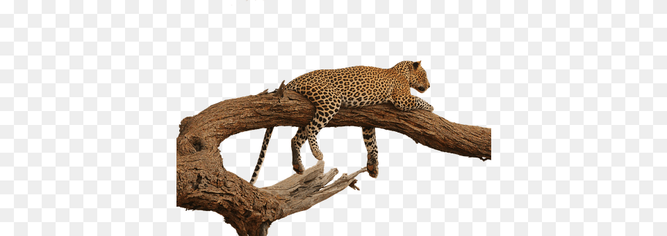 Leopard Animal, Cheetah, Mammal, Wildlife Png