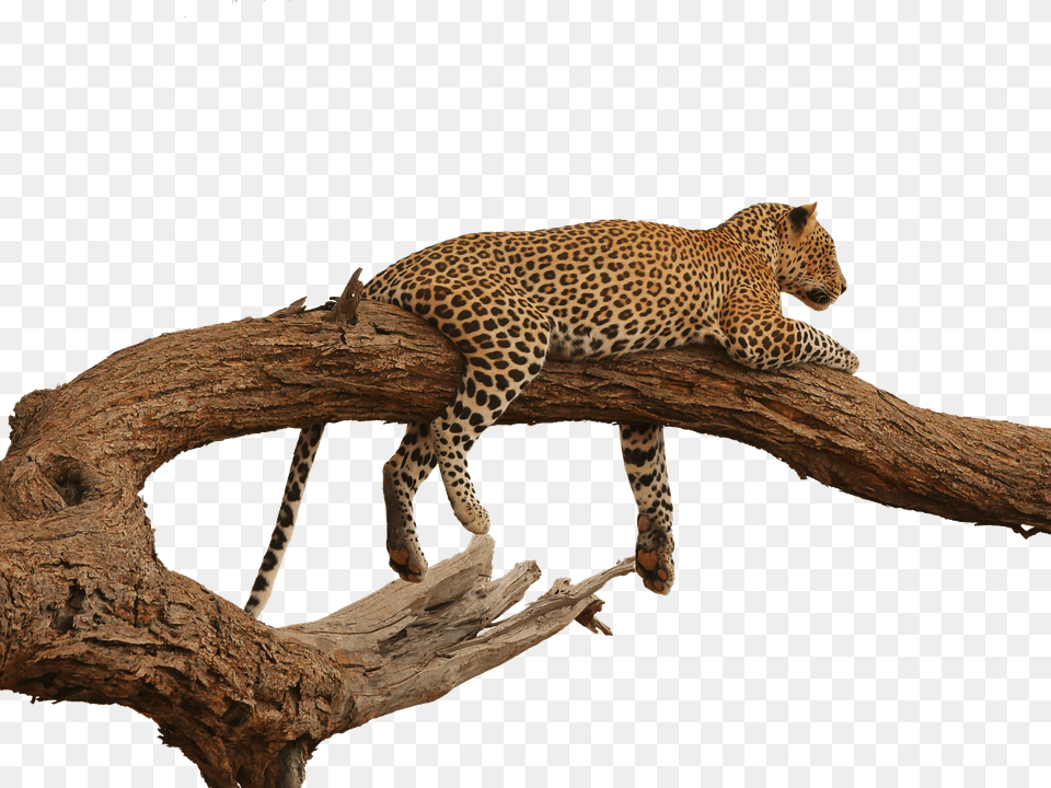 Leopard Animal, Wildlife, Mammal, Cheetah Free Png
