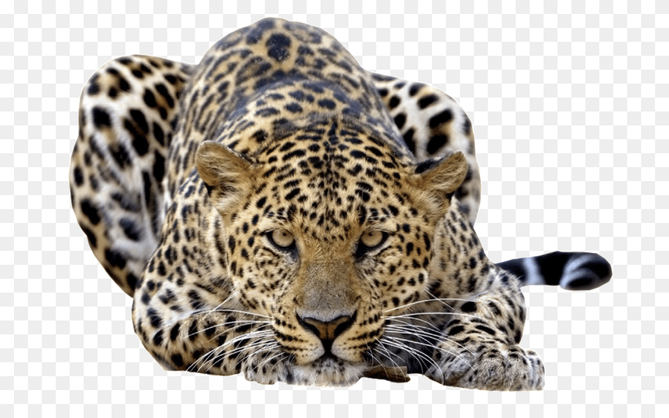 Leopard, Animal, Mammal, Panther, Wildlife Free Png