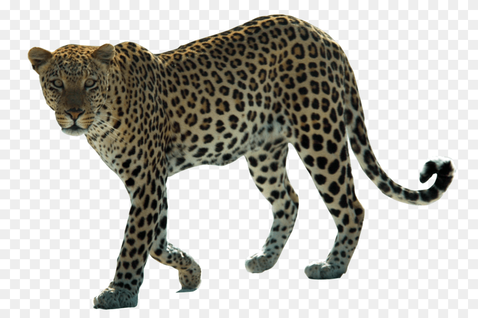 Leopard, Animal, Mammal, Panther, Wildlife Free Transparent Png