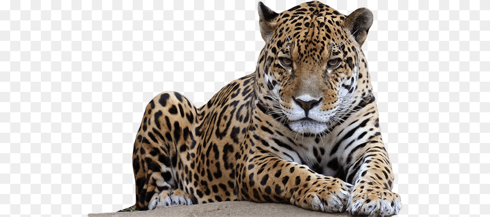Leopard, Animal, Mammal, Panther, Wildlife Free Transparent Png