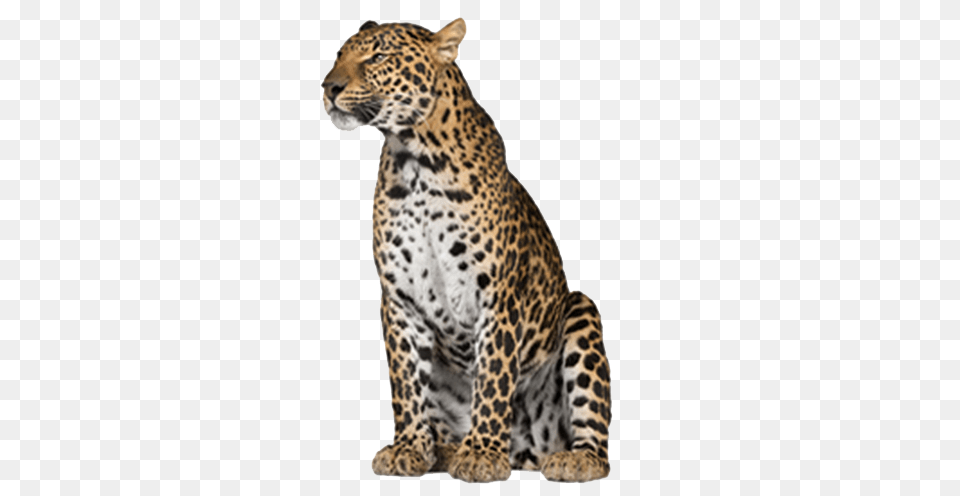 Leopard, Animal, Mammal, Panther, Wildlife Free Png Download