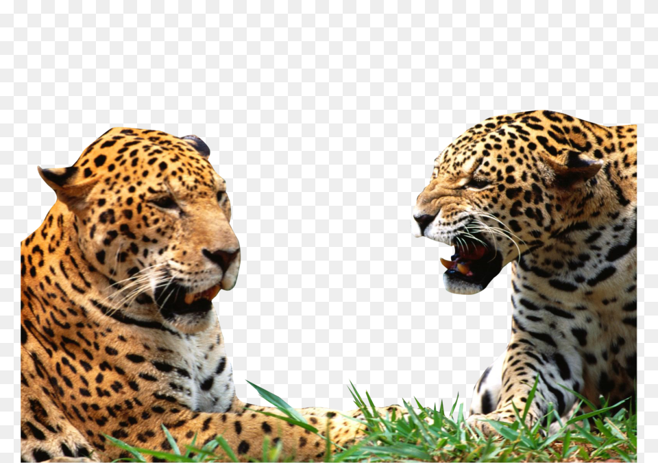 Leopard, Animal, Mammal, Panther, Wildlife Png Image