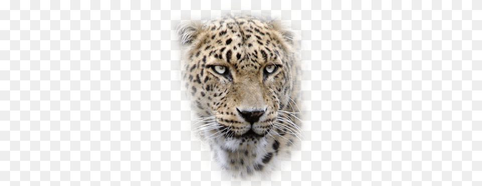 Leopard, Animal, Mammal, Panther, Wildlife Free Png