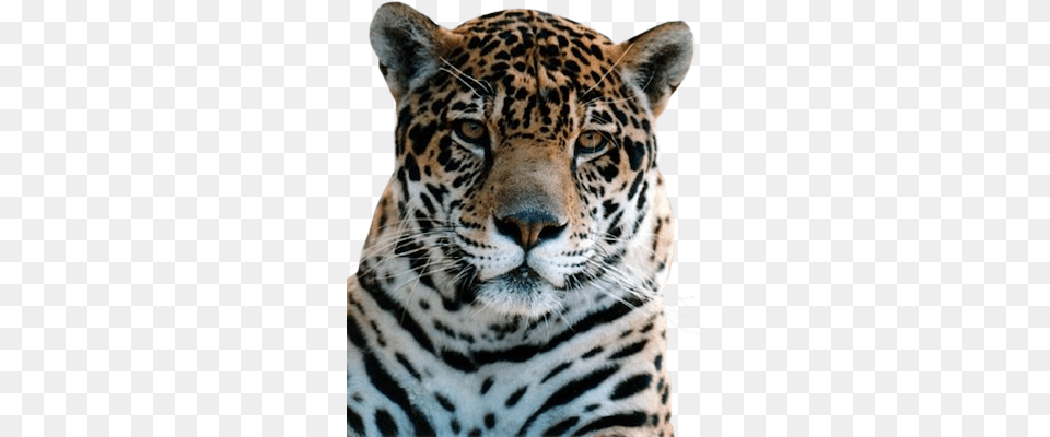 Leopard, Animal, Mammal, Panther, Wildlife Free Png