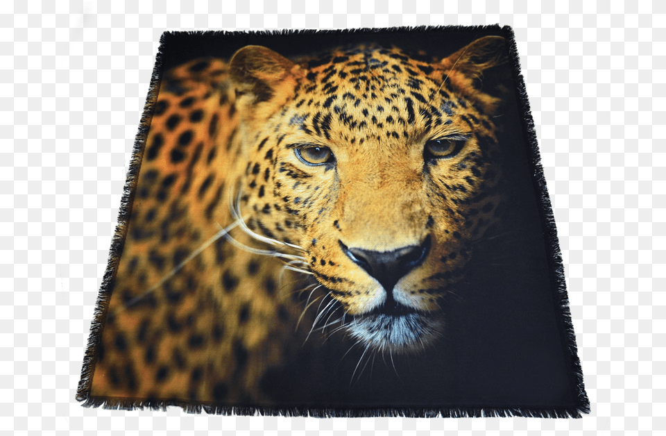 Leopard, Animal, Mammal, Panther, Wildlife Free Transparent Png