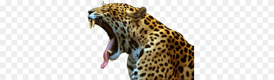 Leopard, Animal, Mammal, Panther, Wildlife Free Png