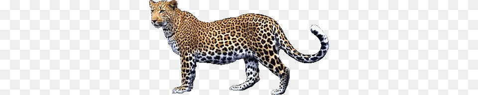 Leopard, Animal, Mammal, Panther, Wildlife Free Transparent Png