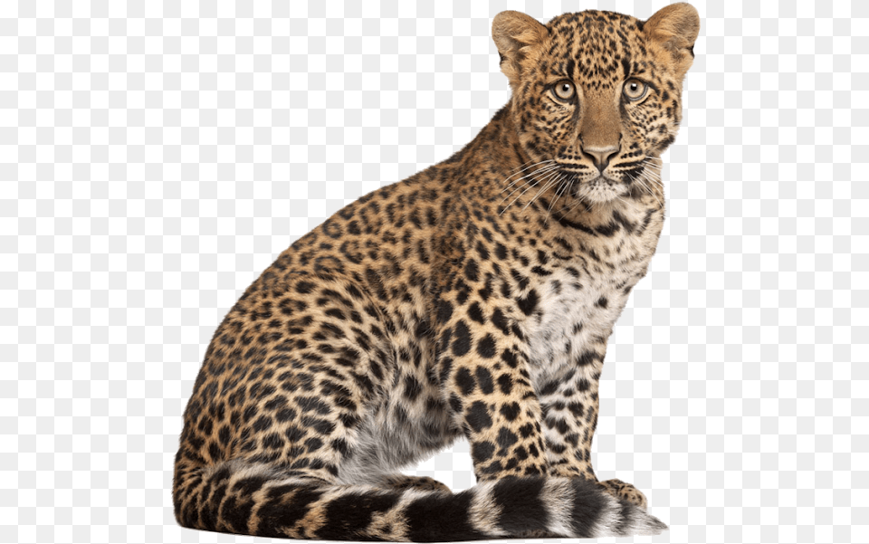 Leopard, Animal, Mammal, Panther, Wildlife Png Image