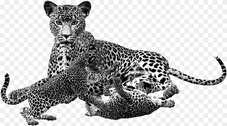 Leopard Black And White Leopard Black Animales Carnivoros En Blanco Y Negro, Animal, Mammal, Panther, Wildlife Free Png Download