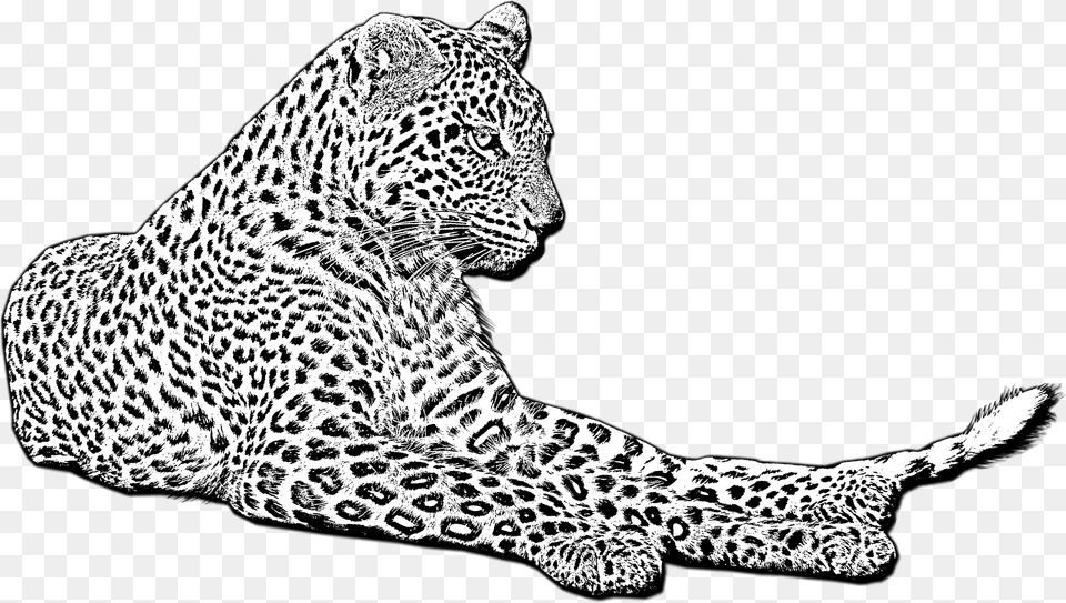 Leopard Clipart, Animal, Mammal, Panther, Wildlife Png