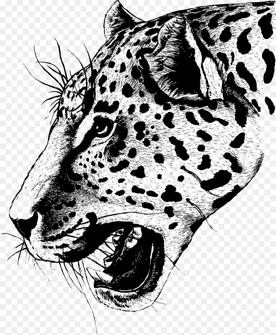 Leopard Clipart, Animal, Mammal, Panther, Wildlife Png Image