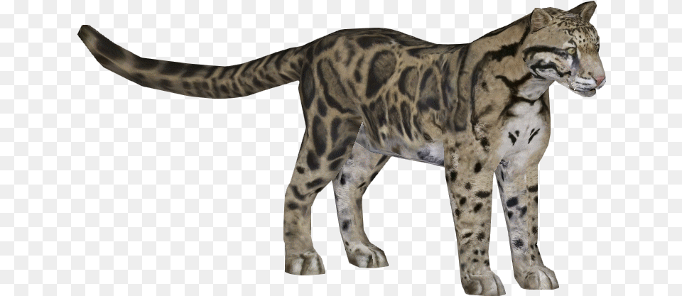 Leopard Clouded Clouded Leopard Zoo Clouded Leopard, Animal, Mammal, Wildlife, Giraffe Free Png Download