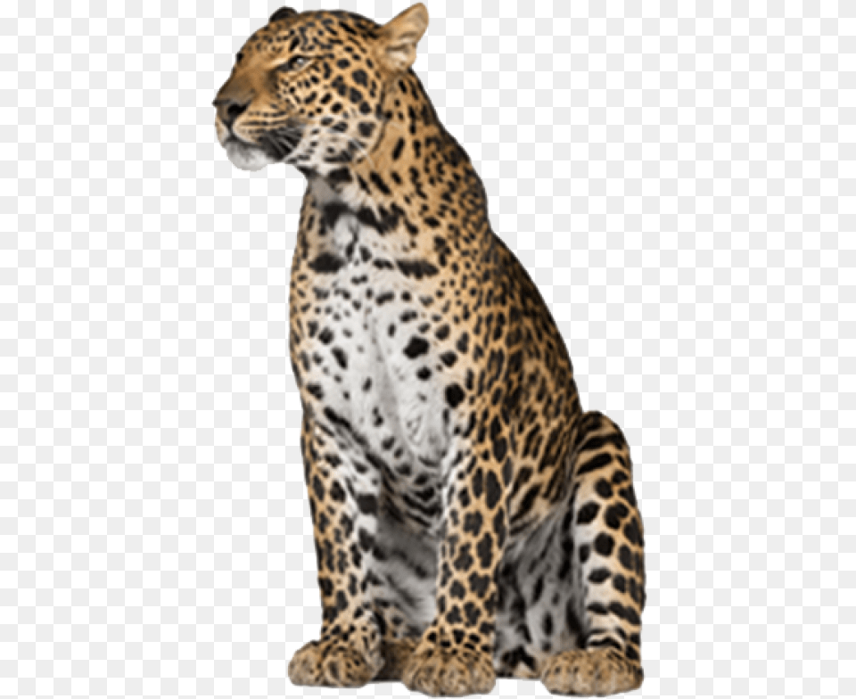 Leopard Download, Animal, Mammal, Panther, Wildlife Free Transparent Png
