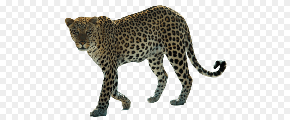 Leopard Download, Animal, Mammal, Panther, Wildlife Png Image