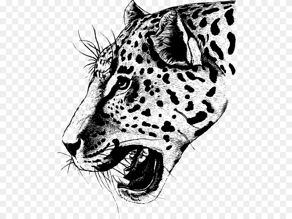 Leopard Face Image Dessin Tete De Leopard, Gray Free Png Download