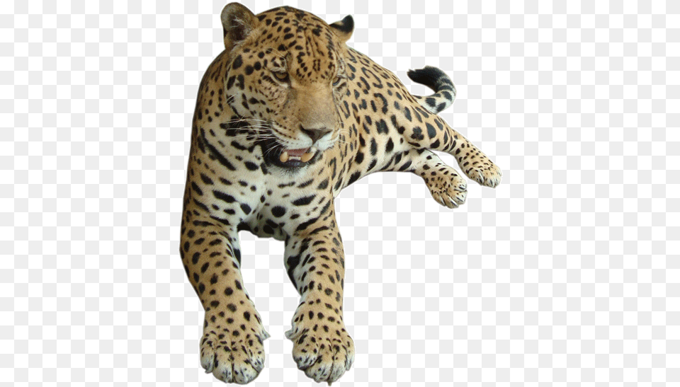 Leopard Felidae, Animal, Mammal, Panther, Wildlife Png Image