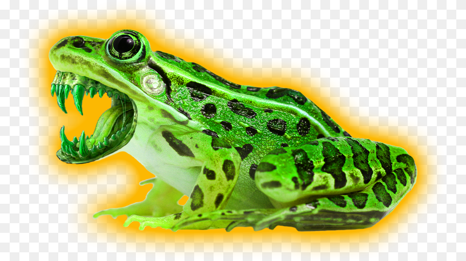 Leopard Frog With White Background, Amphibian, Animal, Wildlife, Lizard Png Image