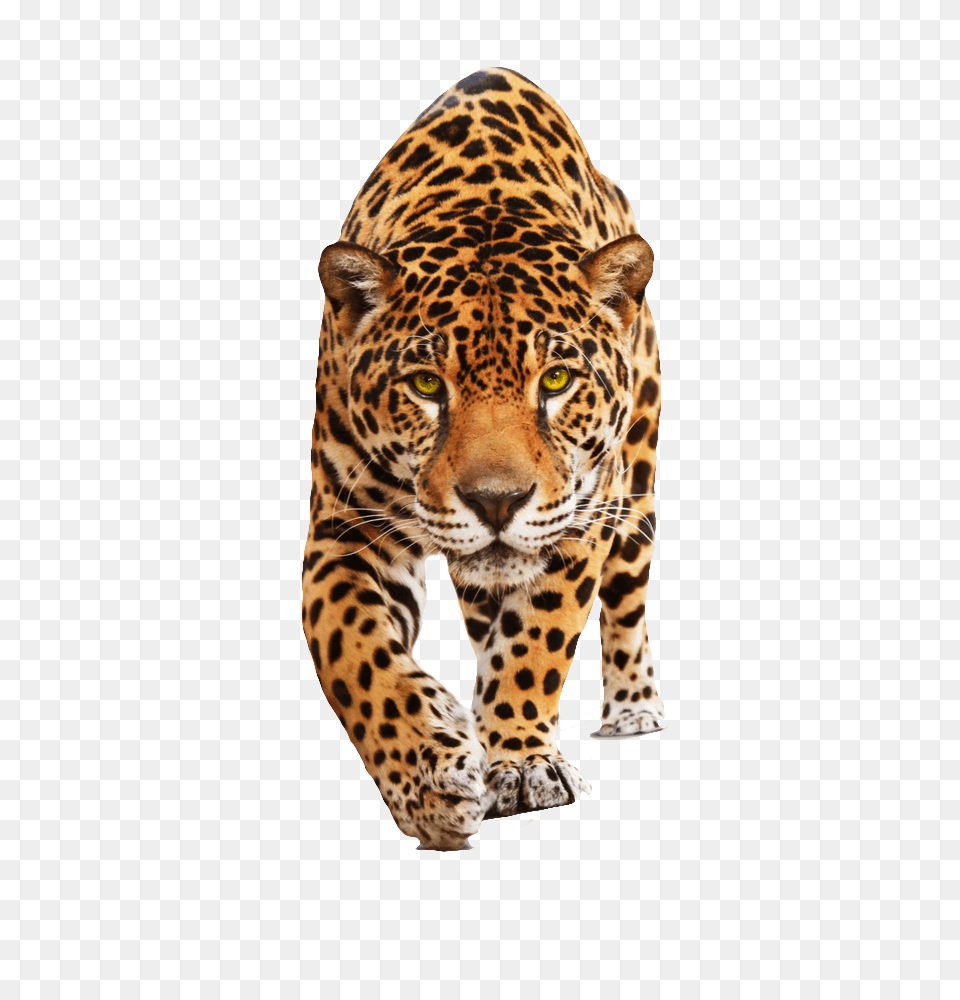 Leopard Front, Animal, Mammal, Panther, Wildlife Free Png