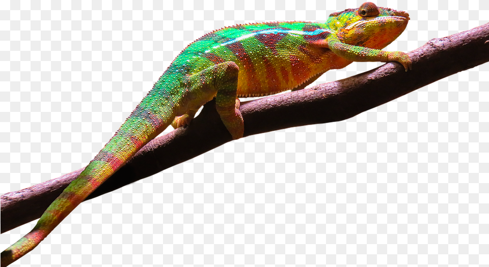 Leopard Gecko Clipart Background Geckos Background, Animal, Lizard, Reptile, Iguana Png Image