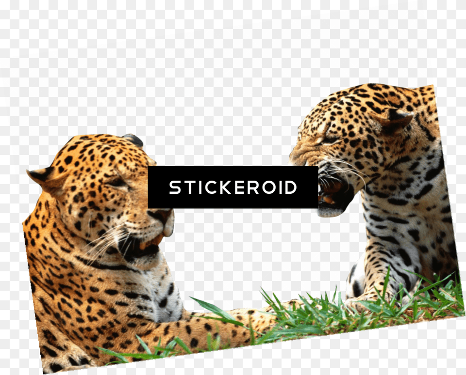 Leopard Hd, Animal, Wildlife, Mammal, Panther Free Transparent Png
