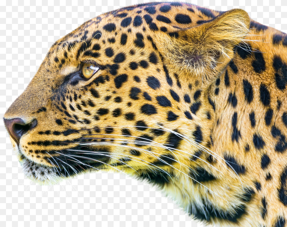 Leopard Image, Animal, Mammal, Panther, Wildlife Png