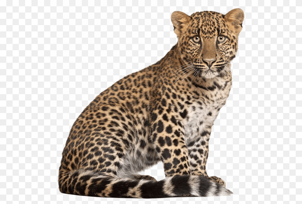 Leopard Image Background Background Leopard, Animal, Mammal, Panther, Wildlife Free Transparent Png