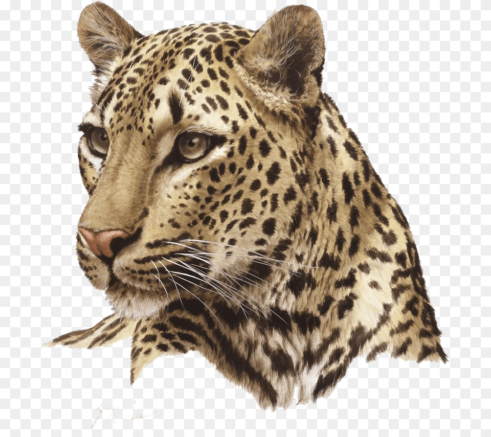 Leopard Images Animal Head, Mammal, Panther, Wildlife Free Transparent Png
