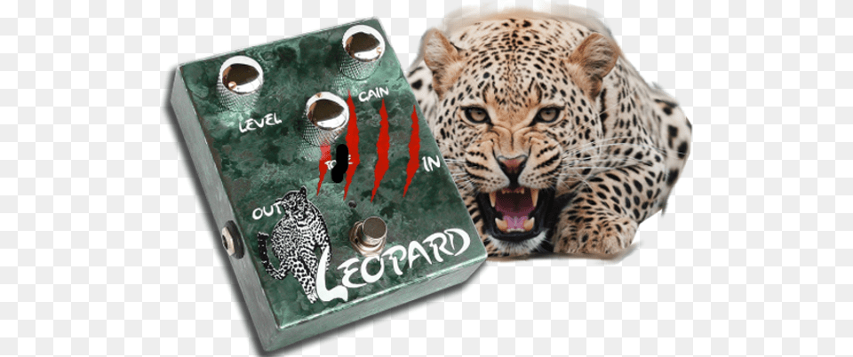 Leopard Leopard Cheetah Art Large Doormat Neoprene Backing, Animal, Mammal, Wildlife, Panther Free Transparent Png