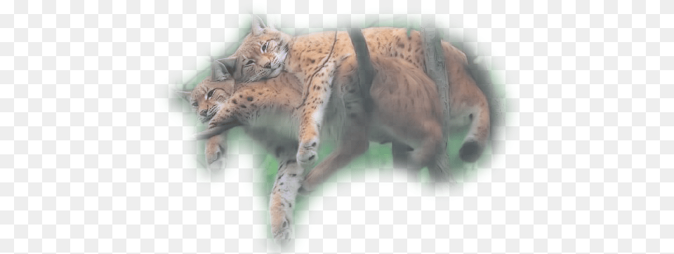 Leopard Love User, Animal, Wildlife, Mammal, Panther Free Transparent Png